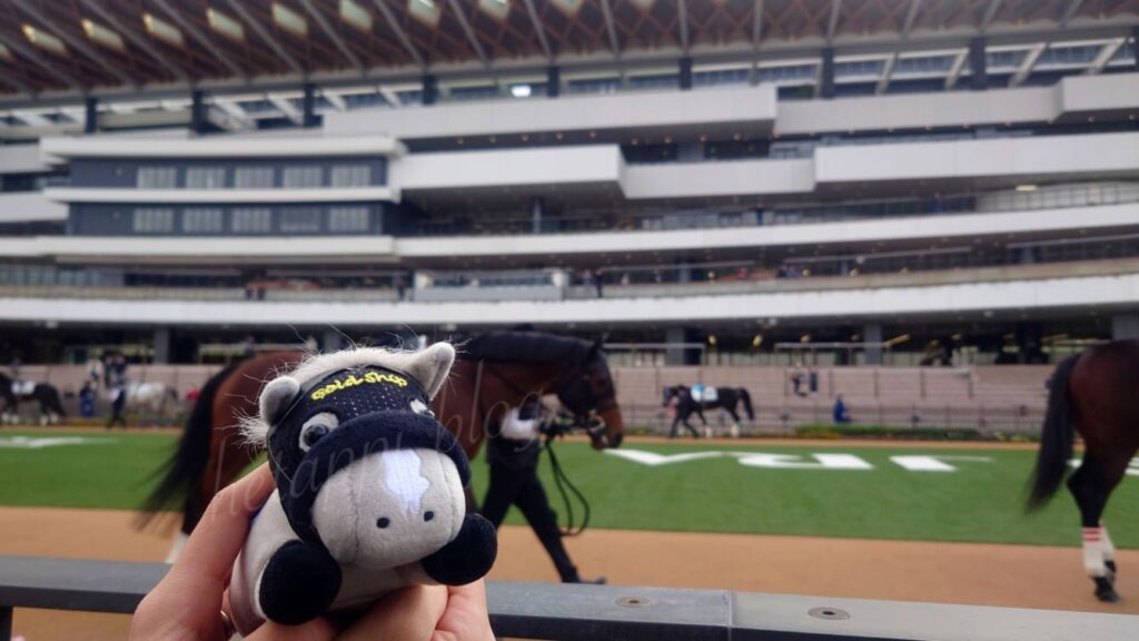 京都競馬場のパドック